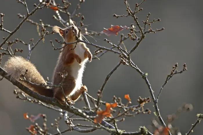 Framed Print : Red Squirrel (Sciurus vulgaris) nibbling on oak buds, Cairngorms National Park, Highlands Framed Print : Red Squirrel (Sciurus vulgaris) nibbling on oak buds, Cairngorms National Park, Highlands