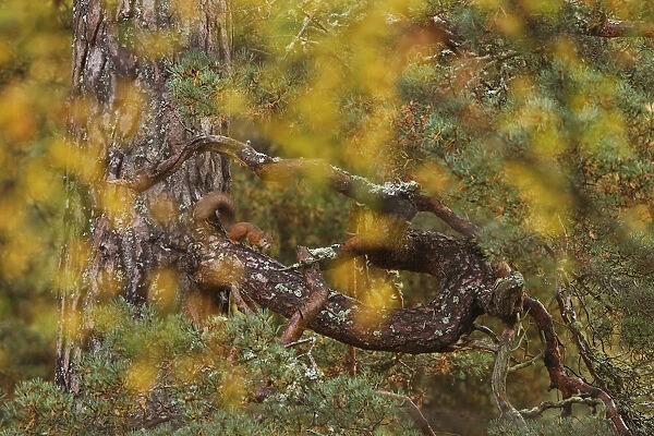 Red squirrel (Sciurus vulgaris) on old pine tree, looking through autumn birch foliage