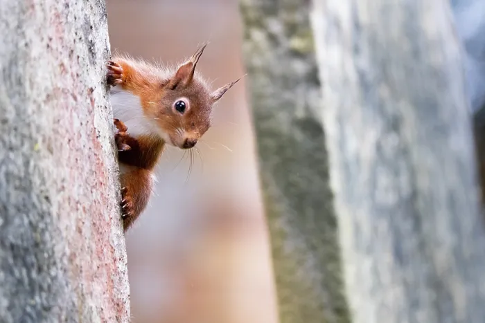 Framed Print : Red squirrel (Sciurus vulgaris) peering out from behind a gravestone in a cemetery, Brownsea Island, Dorset, England, UK. March Framed Print : Red squirrel (Sciurus vulgaris) peering out from behind a gravestone in a cemetery, Brownsea Island, Dorset, England, UK. March