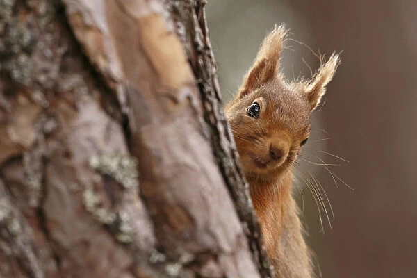 Red squirrel (Sciurus vulgaris) peering round pine tree, Cairngorms National Park
