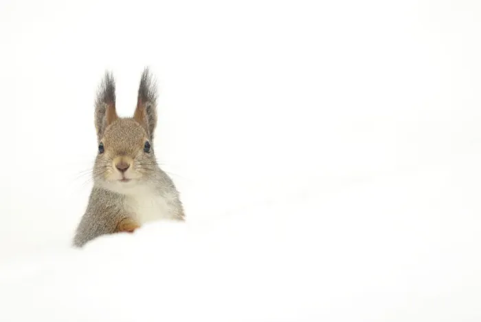 Framed Print : Red squirrel (Sciurus vulgaris) peering over snow, Finland, April Framed Print : Red squirrel (Sciurus vulgaris) peering over snow, Finland, April