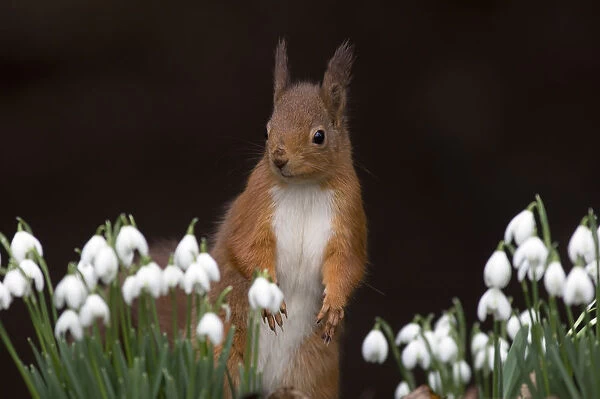 Red squirrel {Sciurus vulgaris} portrait with snowdrops, UK