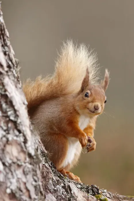 Framed Print : Red squirrel (Sciurus vulgaris) portrait, Highlands, Scotland, UK, April Framed Print : Red squirrel (Sciurus vulgaris) portrait, Highlands, Scotland, UK, April