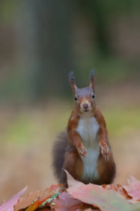 Framed Print : Red squirrel (Sciurus vulgaris) portrait, sitting alert in autumnal woodland leaf litter