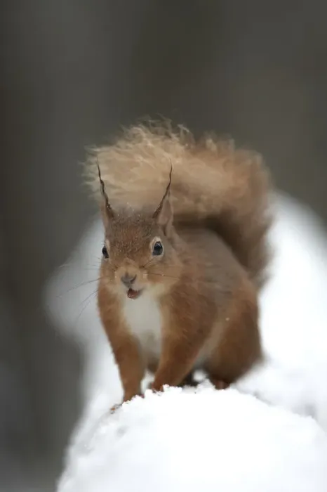 Framed Print : Red squirrel (Sciurus vulgaris) portrait in snow, Cairngorms National Park, Scotland Framed Print : Red squirrel (Sciurus vulgaris) portrait in snow, Cairngorms National Park, Scotland