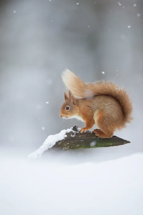 Framed Print : Red squirrel (Sciurus vulgaris) portrait in snow, Cairngorms National Park, Scotland, UK, March. Non-ex Framed Print : Red squirrel (Sciurus vulgaris) portrait in snow, Cairngorms National Park, Scotland, UK, March. Non-ex