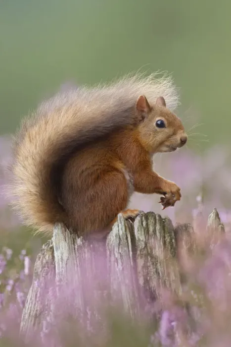 Framed Print : Red Squirrel (Sciurus vulgaris) portrait on stump in flowering heather. Inshriach Forest Framed Print : Red Squirrel (Sciurus vulgaris) portrait on stump in flowering heather. Inshriach Forest