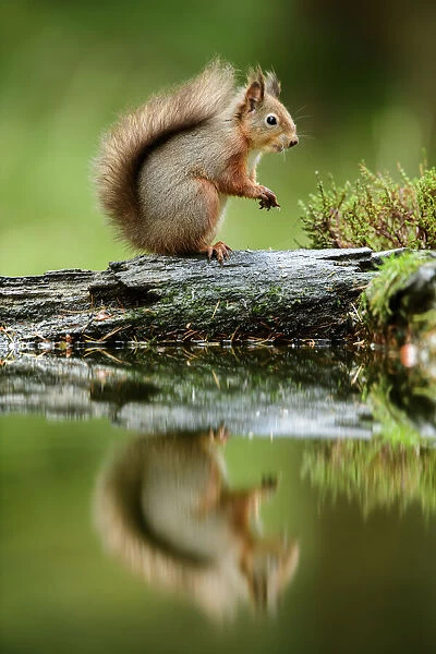 Red squirrel (Sciurus vulgaris) with reflection, sitting in woodland, Yorkshire Dales National Park, Yorkshire, England. November