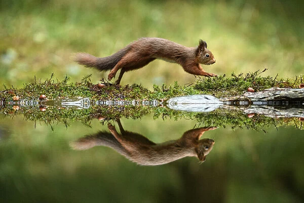 Red squirrel (Sciurus vulgaris) with reflection, leaping in woodland, Yorkshire Dales National Park, Yorkshire, England. November