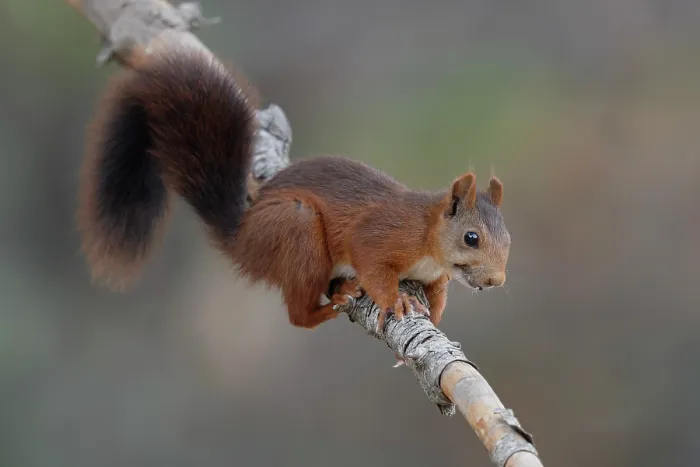 Framed Print : Red squirrel (Sciurus vulgaris) resting on branch, La Rioja, Spain. August Framed Print : Red squirrel (Sciurus vulgaris) resting on branch, La Rioja, Spain. August