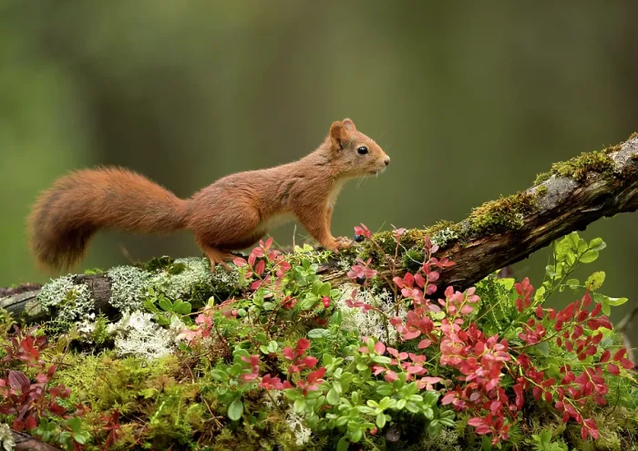 Framed Print : Red Squirrel (Sciurus vulgaris) resting on a branch in Autumn colours. Norway, September Framed Print : Red Squirrel (Sciurus vulgaris) resting on a branch in Autumn colours. Norway, September