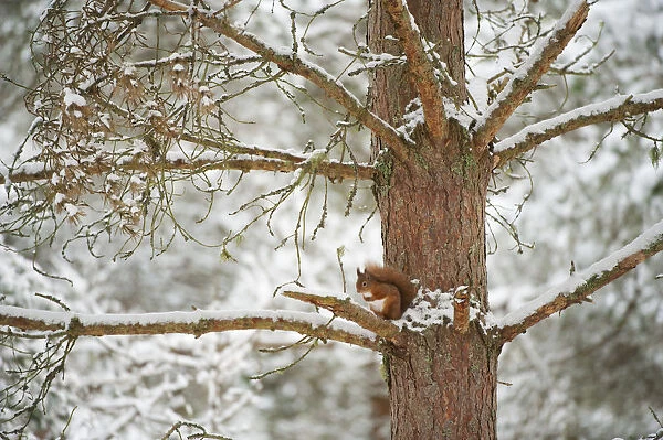 Red squirrel (Sciurus vulgaris) resting in pine tree in snow, Scotland, UK, November