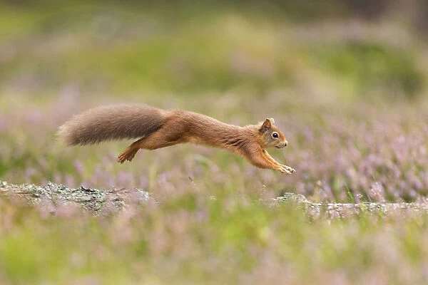Red squirrel (Sciurus vulgaris) running along fallen log amongst heather, Scotland, UK, September