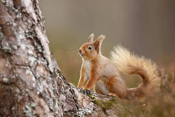 Red Squirrel (Sciurus vulgaris) in Scots pine forest, Cairngorms National Park, Highlands
