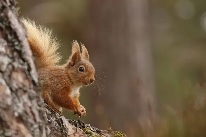 Framed Print : Red squirrel (Sciurus vulgaris) in Scots pine forest, Cairngorms National Park, Highlands Framed Print : Red squirrel (Sciurus vulgaris) in Scots pine forest, Cairngorms National Park, Highlands