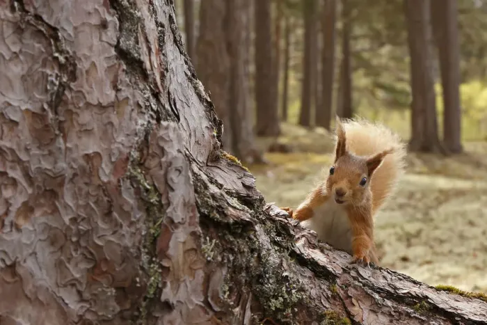 Framed Print : Red squirrel (Sciurus vulgaris) in Scots pine forest, Cairngorms National Park, Highlands Framed Print : Red squirrel (Sciurus vulgaris) in Scots pine forest, Cairngorms National Park, Highlands