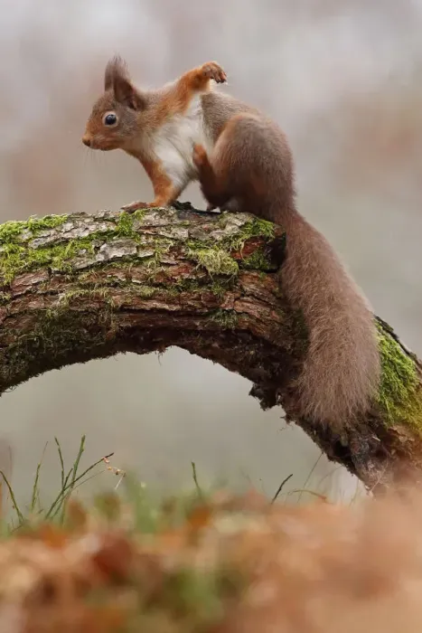 Framed Print : Red Squirrel (Sciurus vulgaris) scratching, Cairngorms National Park, Highlands Framed Print : Red Squirrel (Sciurus vulgaris) scratching, Cairngorms National Park, Highlands