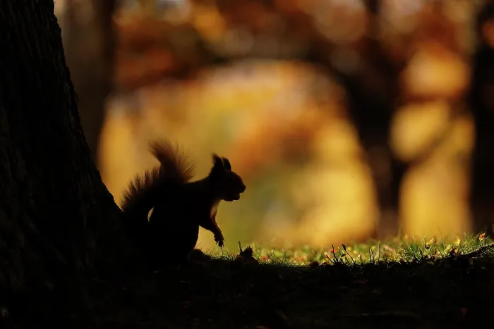 Framed Print : Red squirrel (Sciurus vulgaris) silhouetted against autumnal woodland, Highlands, Scotland, UK, October Framed Print : Red squirrel (Sciurus vulgaris) silhouetted against autumnal woodland, Highlands, Scotland, UK, October