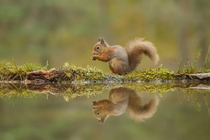 Framed Print : Red squirrel (Sciurus vulgaris) sitting on the bank of a woodland pool, Cairngorms NP