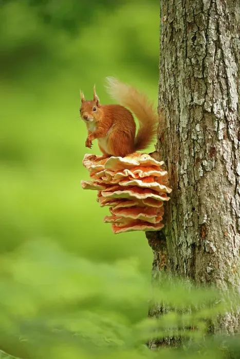 Framed Print : Red squirrel (Sciurus vulgaris) sitting on Chicken of the Woods fungus (Laetiporus), Cairngorms National Park, Highlands, Scotland, UK, June Framed Print : Red squirrel (Sciurus vulgaris) sitting on Chicken of the Woods fungus (Laetiporus), Cairngorms National Park, Highlands, Scotland, UK, June
