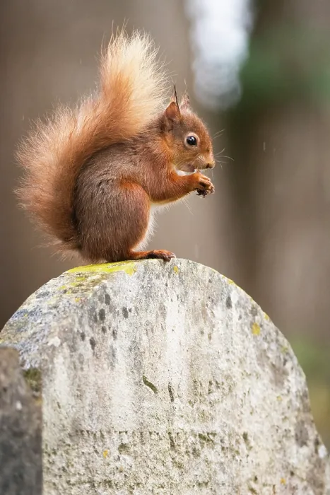 Framed Print : Red squirrel (Sciurus vulgaris) sitting on top of a gravestone in a cemetery, Brownsea Island, Dorset, England, UK. March Framed Print : Red squirrel (Sciurus vulgaris) sitting on top of a gravestone in a cemetery, Brownsea Island, Dorset, England, UK. March