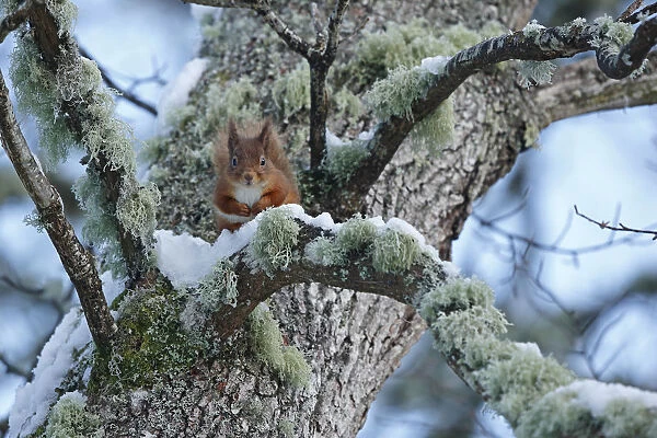 Red squirrel (Sciurus vulgaris) sitting on lichen and snow covered Oak branch, Cairngorms