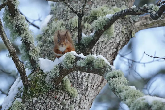 Framed Print : Red squirrel (Sciurus vulgaris) sitting on lichen and snow covered Oak branch, Cairngorms Framed Print : Red squirrel (Sciurus vulgaris) sitting on lichen and snow covered Oak branch, Cairngorms