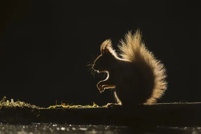 Framed Print : Red squirrel (Sciurus vulgaris) sitting on log, backlit at edge of woodland pool Framed Print : Red squirrel (Sciurus vulgaris) sitting on log, backlit at edge of woodland pool