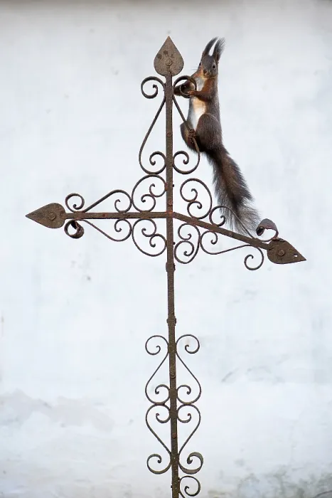 Framed Print : Red squirrel (Sciurus vulgaris) sitting on metal cross on top of tomb, Verteskozma, Hungary. February Framed Print : Red squirrel (Sciurus vulgaris) sitting on metal cross on top of tomb, Verteskozma, Hungary. February