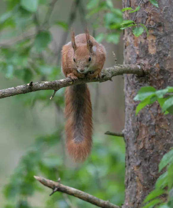 Framed Print : Red squirrel (Sciurus vulgaris) sitting in tree, Finland, July Framed Print : Red squirrel (Sciurus vulgaris) sitting in tree, Finland, July