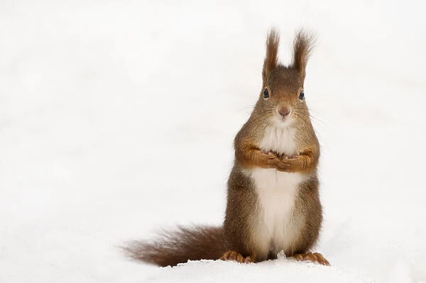 Red squirrel (Sciurus vulgaris) sitting upright in deep snow, Austria, Europe