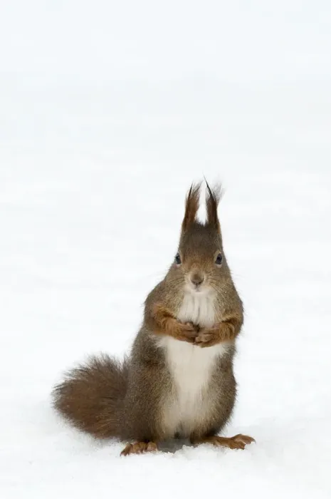 Framed Print : Red squirrel (Sciurus vulgaris) sitting upright in deep snow, Austria, Europe Framed Print : Red squirrel (Sciurus vulgaris) sitting upright in deep snow, Austria, Europe