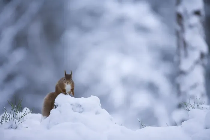 Framed Print : Red squirrel (Sciurus vulgaris) in snow, Glenfeshie, Cairngorms NP, Scotland, February Framed Print : Red squirrel (Sciurus vulgaris) in snow, Glenfeshie, Cairngorms NP, Scotland, February