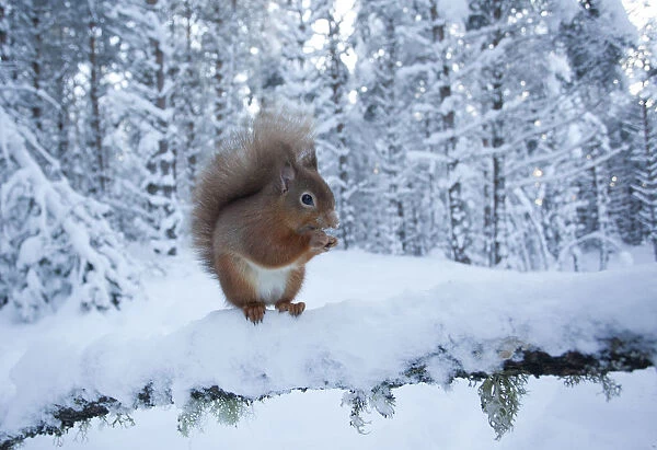 Red squirrel (Sciurus vulgaris) on snow-covered branch in pine forest, Glenfeshie Estate