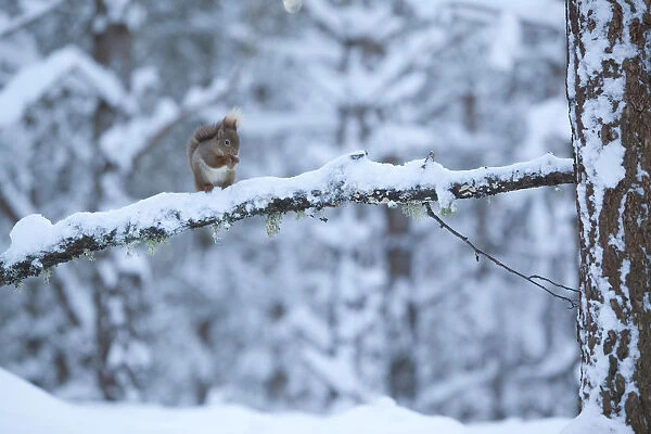 Red squirrel (Sciurus vulgaris) on snow-covered branch in pine forest, Glenfeshie Estate
