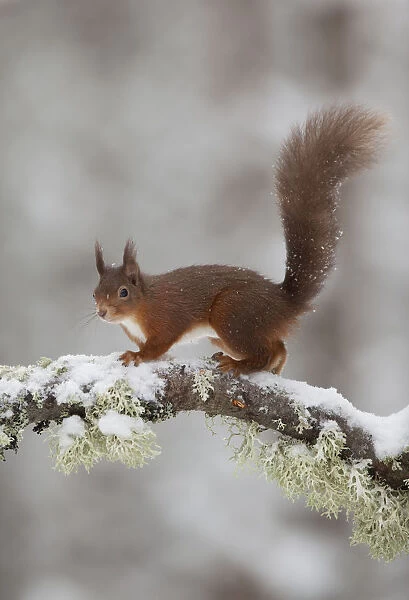Red squirrel (Sciurus vulgaris) on snow-covered branch in pine forest, Cairngorms NP