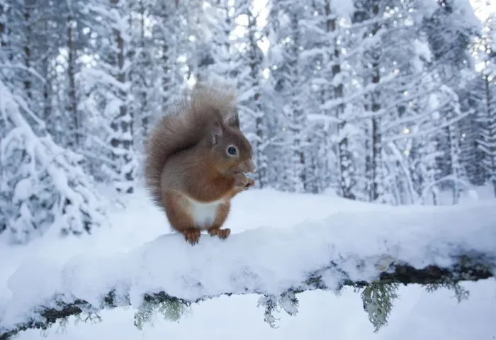Framed Print : Red squirrel (Sciurus vulgaris) on snow-covered branch in pine forest, Glenfeshie Estate Framed Print : Red squirrel (Sciurus vulgaris) on snow-covered branch in pine forest, Glenfeshie Estate