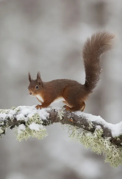 Framed Print : Red squirrel (Sciurus vulgaris) on snow-covered branch in pine forest, Cairngorms NP Framed Print : Red squirrel (Sciurus vulgaris) on snow-covered branch in pine forest, Cairngorms NP
