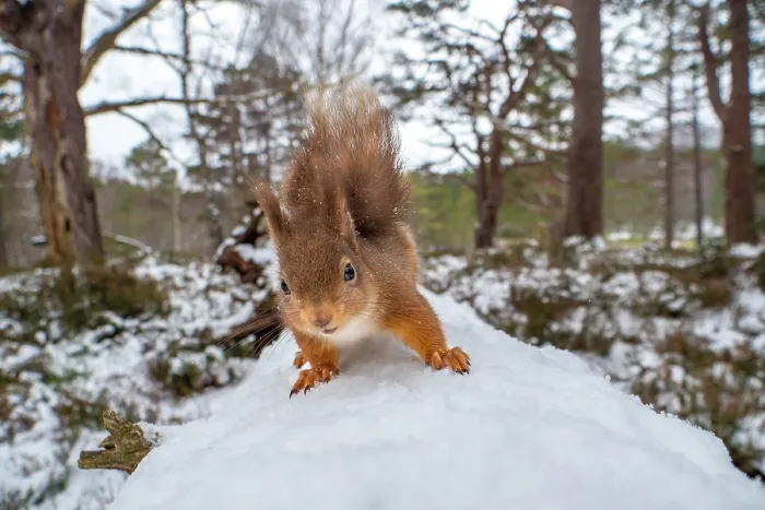 Framed Print : Red squirrel (Sciurus vulgaris) on a snow-covered fallen tree, close up, Cairngorms National Park, Scotland, UK. March Framed Print : Red squirrel (Sciurus vulgaris) on a snow-covered fallen tree, close up, Cairngorms National Park, Scotland, UK. March