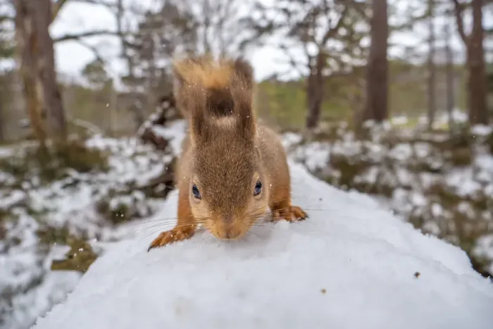 Framed Print : Red squirrel (Sciurus vulgaris) on a snow-covered fallen tree, close up, Cairngorms National Park, Scotland, UK. March Framed Print : Red squirrel (Sciurus vulgaris) on a snow-covered fallen tree, close up, Cairngorms National Park, Scotland, UK. March