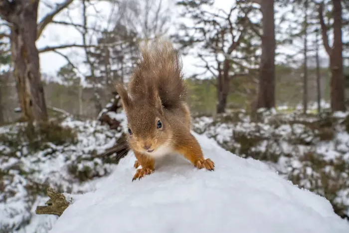 Framed Print : Red squirrel (Sciurus vulgaris) on a snow covered fallen tree in Caledonian Forest Framed Print : Red squirrel (Sciurus vulgaris) on a snow covered fallen tree in Caledonian Forest