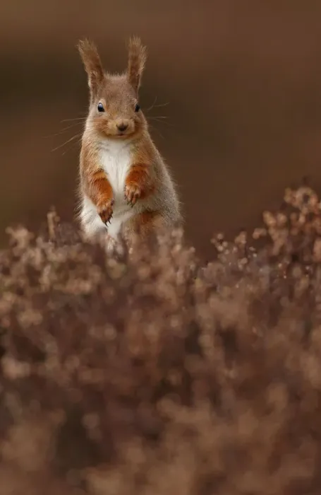 Framed Print : Red Squirrel (Sciurus vulgaris) standing alert amongst heather, Cairngorms National Park Framed Print : Red Squirrel (Sciurus vulgaris) standing alert amongst heather, Cairngorms National Park