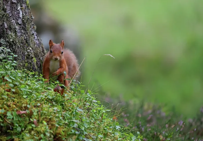 Framed Print : Red squirrel (Sciurus vulgaris) standing at base of Pine tree in woodland garden, Perthshire, Scotland, UK. September. Cropped Framed Print : Red squirrel (Sciurus vulgaris) standing at base of Pine tree in woodland garden, Perthshire, Scotland, UK. September. Cropped