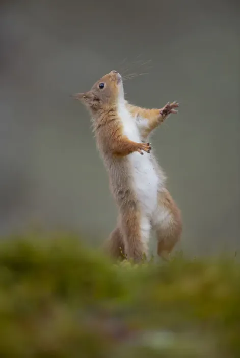 Framed Print : Red squirrel (Sciurus vulgaris) standing on its hind legs, Cairngorms National Park Framed Print : Red squirrel (Sciurus vulgaris) standing on its hind legs, Cairngorms National Park