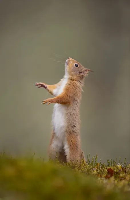 Framed Print : Red squirrel (Sciurus vulgaris) standing on its hind legs, Cairngorms National Park Framed Print : Red squirrel (Sciurus vulgaris) standing on its hind legs, Cairngorms National Park