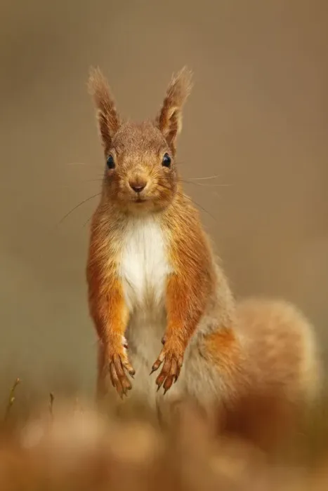Framed Print : Red Squirrel (Sciurus vulgaris) standing upright in alert pose. Cairngorms National Park Framed Print : Red Squirrel (Sciurus vulgaris) standing upright in alert pose. Cairngorms National Park