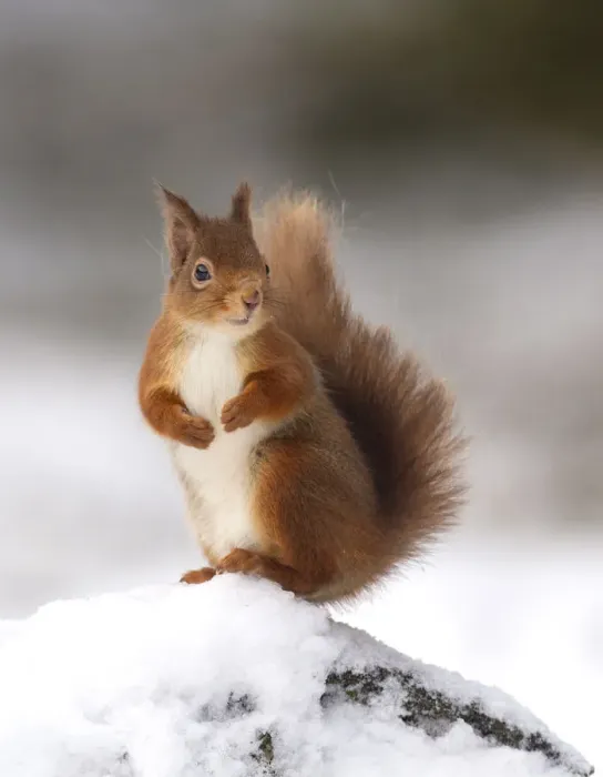Framed Print : Red squirrel (Sciurus vulgaris) stood on log in snow, Cairngorms National Park, Scotland, UK Framed Print : Red squirrel (Sciurus vulgaris) stood on log in snow, Cairngorms National Park, Scotland, UK