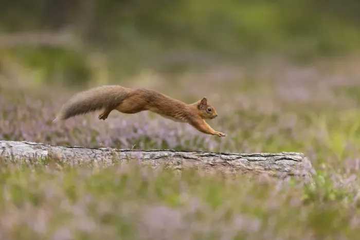 Framed Print : Red Squirrel (Sciurus vulgaris) in summer coat running across fallen log in heather, Scotland, UK Framed Print : Red Squirrel (Sciurus vulgaris) in summer coat running across fallen log in heather, Scotland, UK