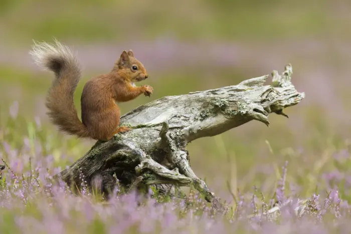 Framed Print : Red squirrel (Sciurus vulgaris) in summer coat on stump amongst heather, Cairngorms National Park Framed Print : Red squirrel (Sciurus vulgaris) in summer coat on stump amongst heather, Cairngorms National Park