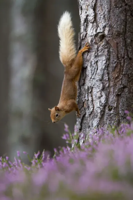 Framed Print : Red squirrel (Sciurus vulgaris) on tree trunk, Cairngorms National Park, Scotland, UK, August Framed Print : Red squirrel (Sciurus vulgaris) on tree trunk, Cairngorms National Park, Scotland, UK, August
